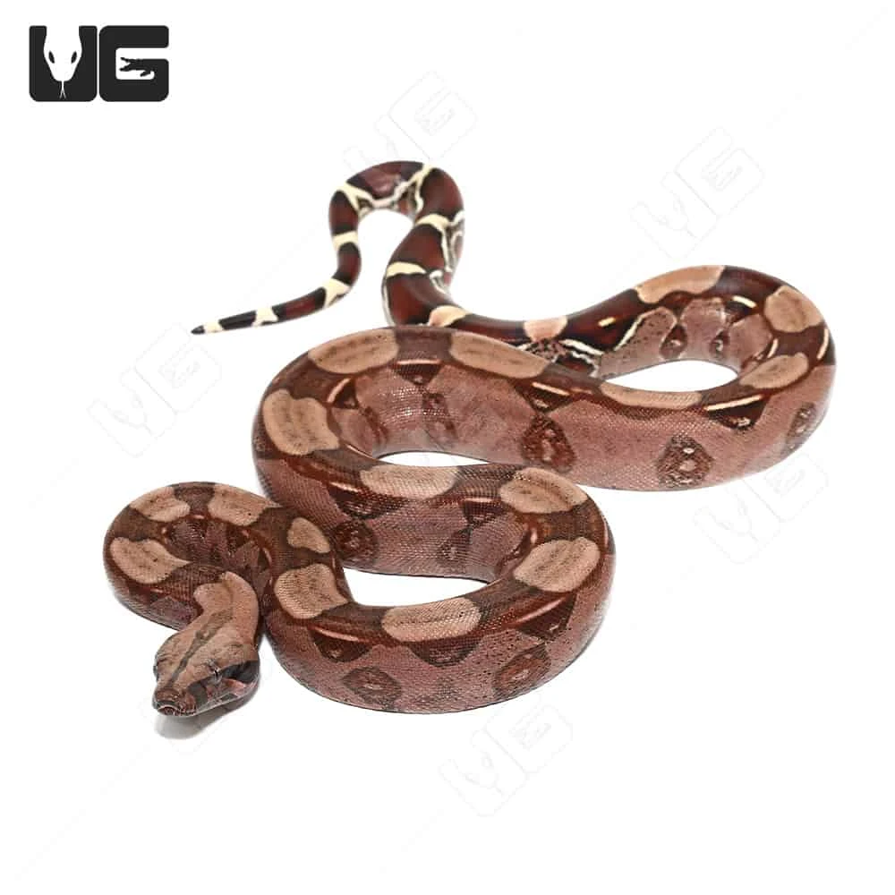 Yearling Female High Pink Guyana Redtail Boa - Image 2