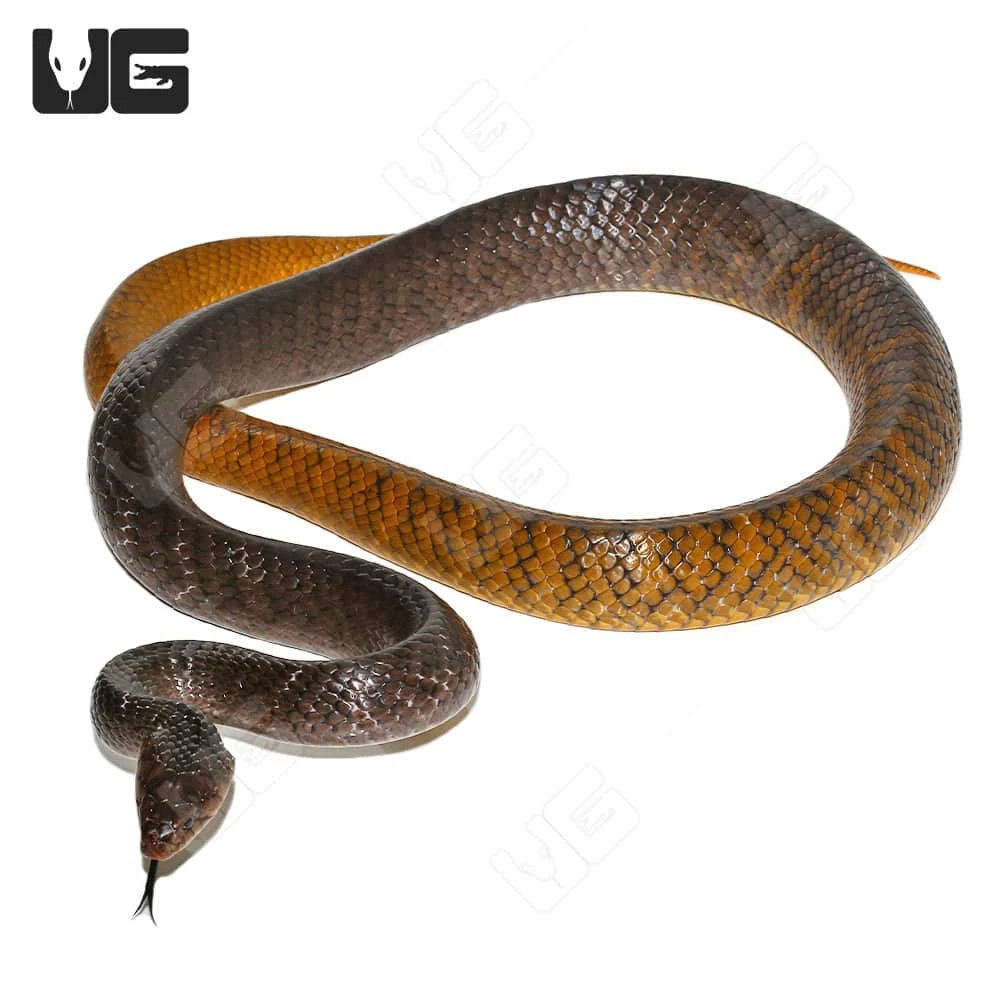 Proven Female Yellowtail Cribo - Image 2