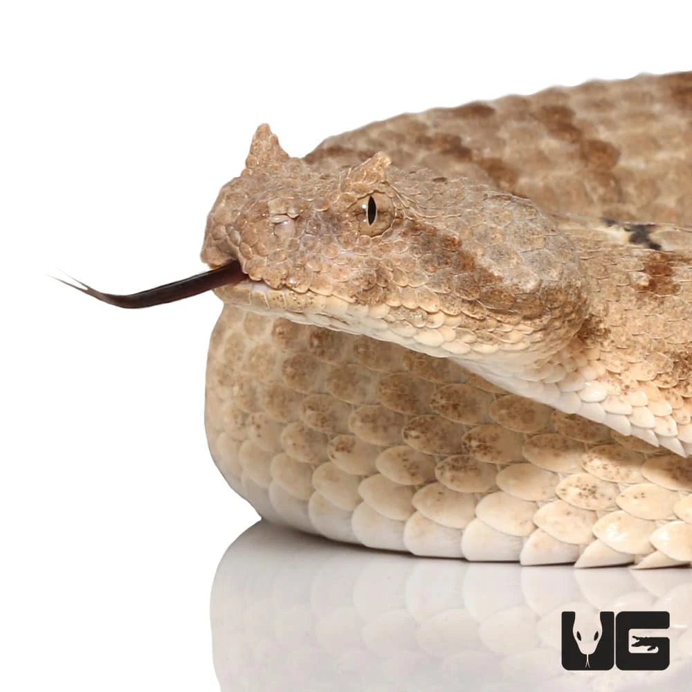 Field’s Horned Viper - Image 2