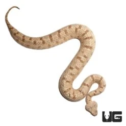 Field’s Horned Viper
