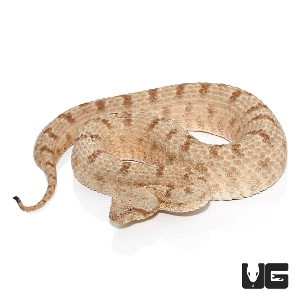 Field’s Horned Viper - Image 4
