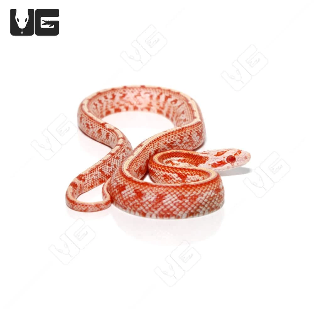 Baby Fire Tessera Cornsnake - Image 4