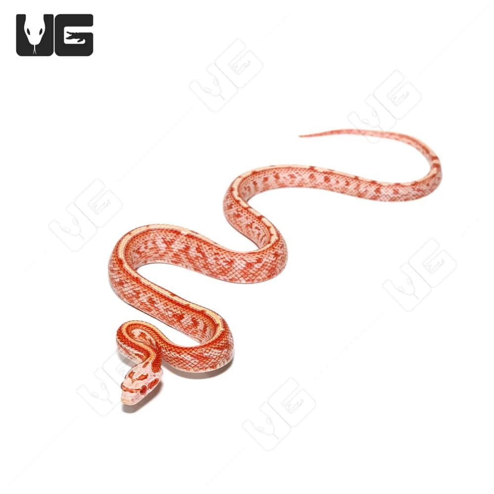 Baby Fire Tessera Cornsnake - Image 3