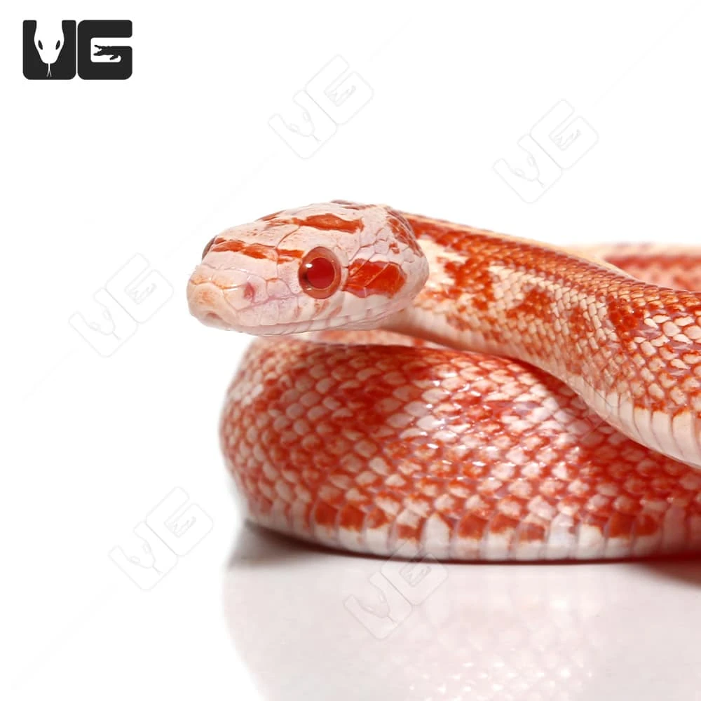 Baby Fire Tessera Cornsnake - Image 2