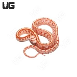 Baby Fire Tessera Cornsnake