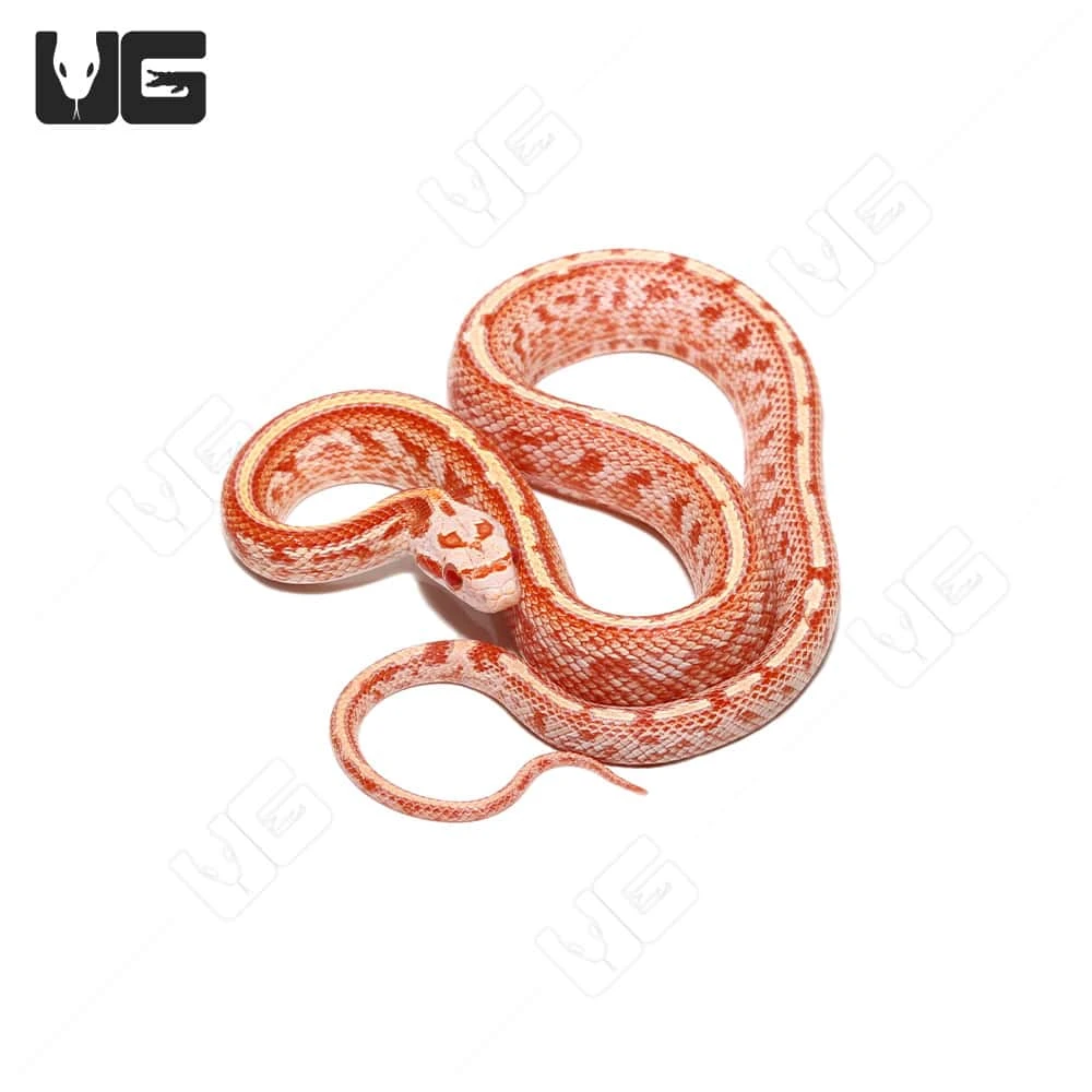 Baby Fire Tessera Cornsnake