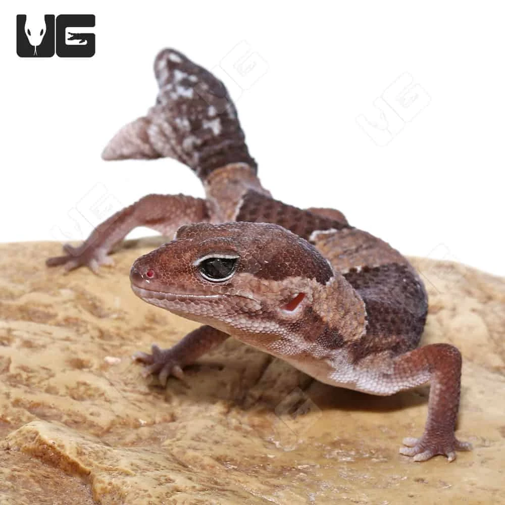 Fishtail African Fat Tail Gecko