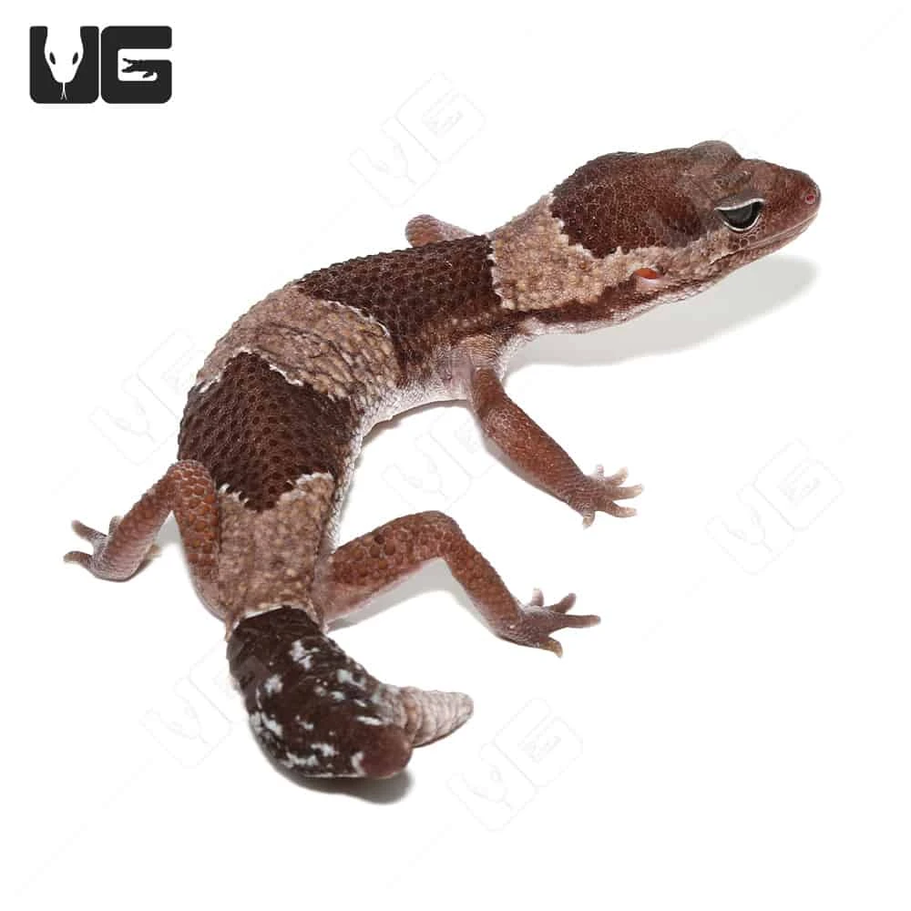 Fishtail African Fat Tail Gecko - Image 2