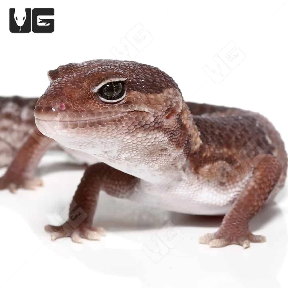 Fishtail African Fat Tail Gecko - Image 4