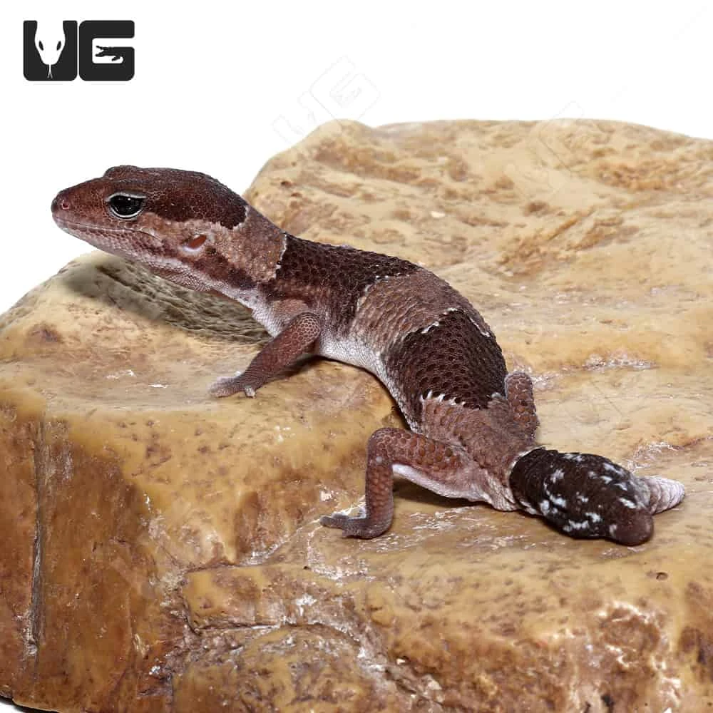 Fishtail African Fat Tail Gecko - Image 3