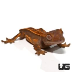 Baby Tailless Crested Gecko