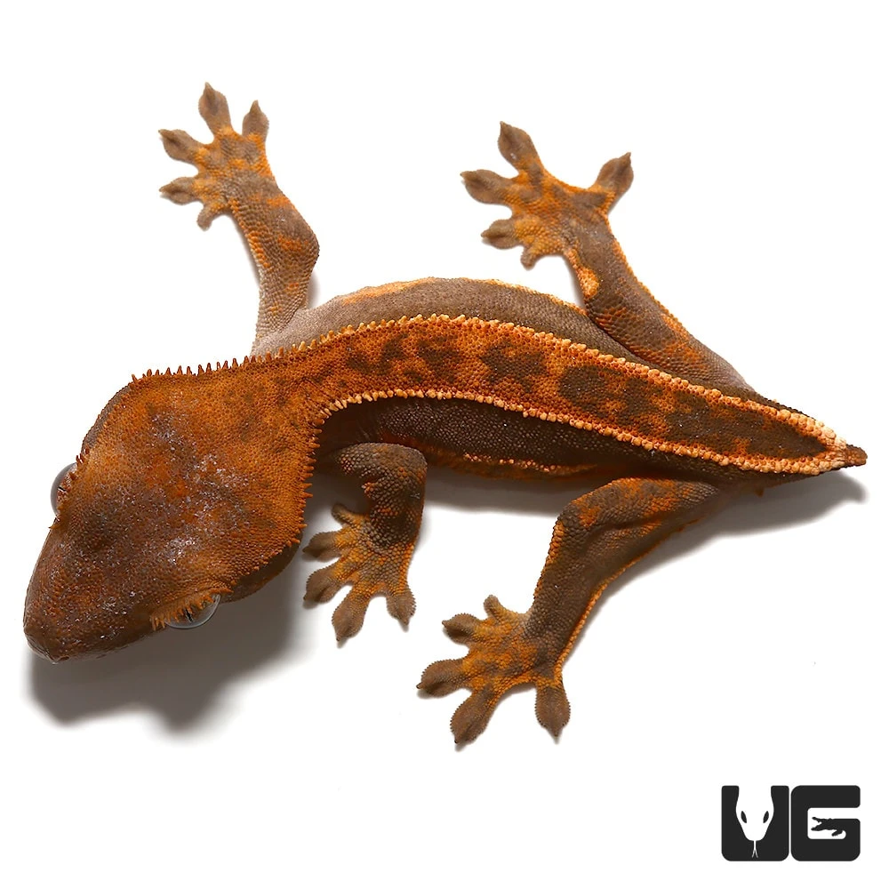 Baby Tailless Crested Gecko - Image 2