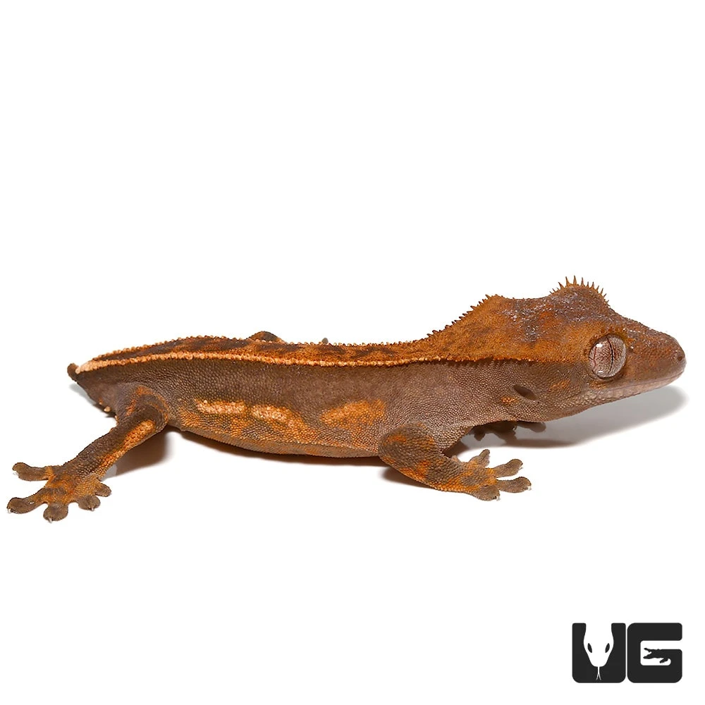 Baby Tailless Crested Gecko - Image 3