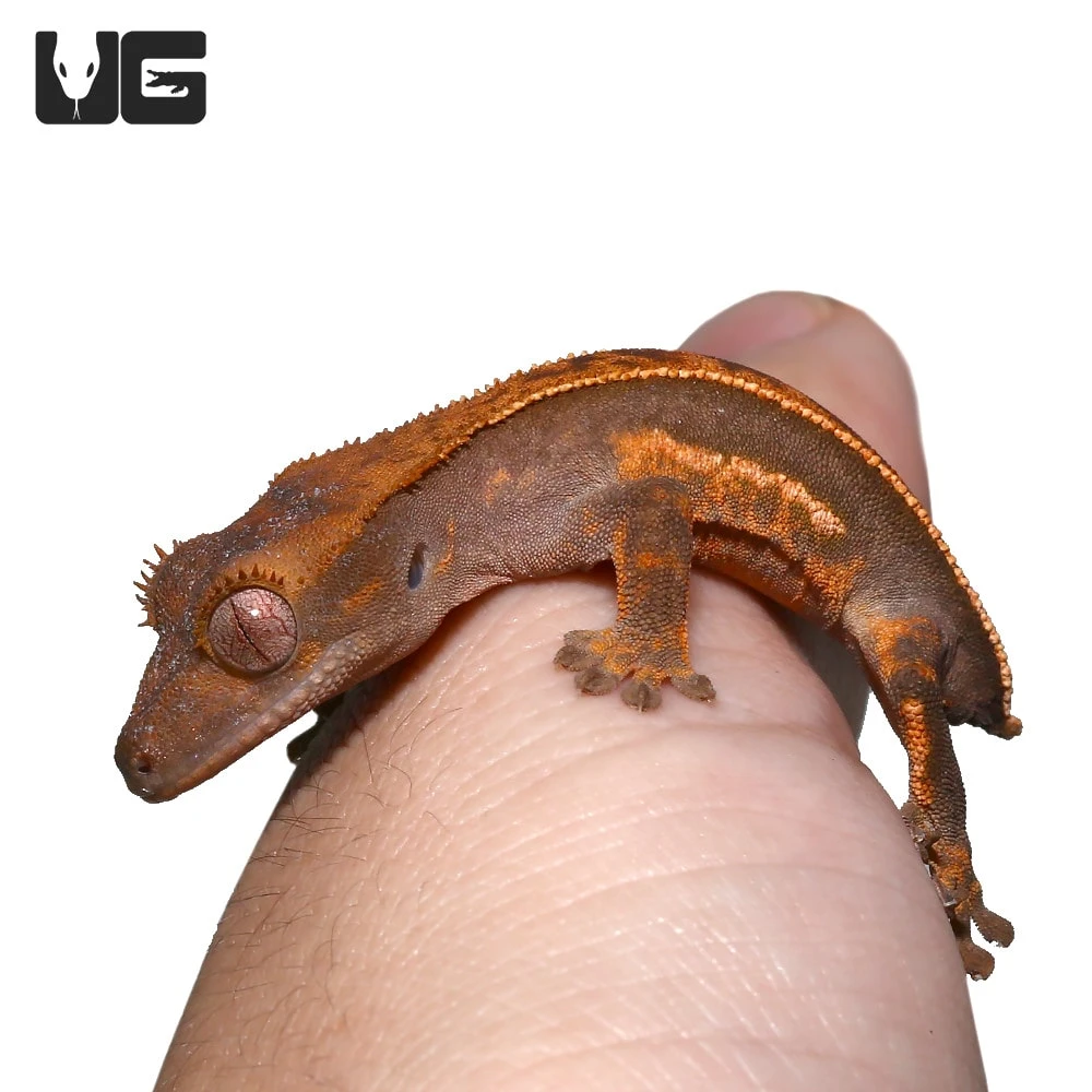 Baby Tailless Crested Gecko - Image 4