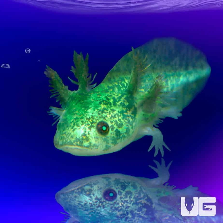GFP Copper Axolotl