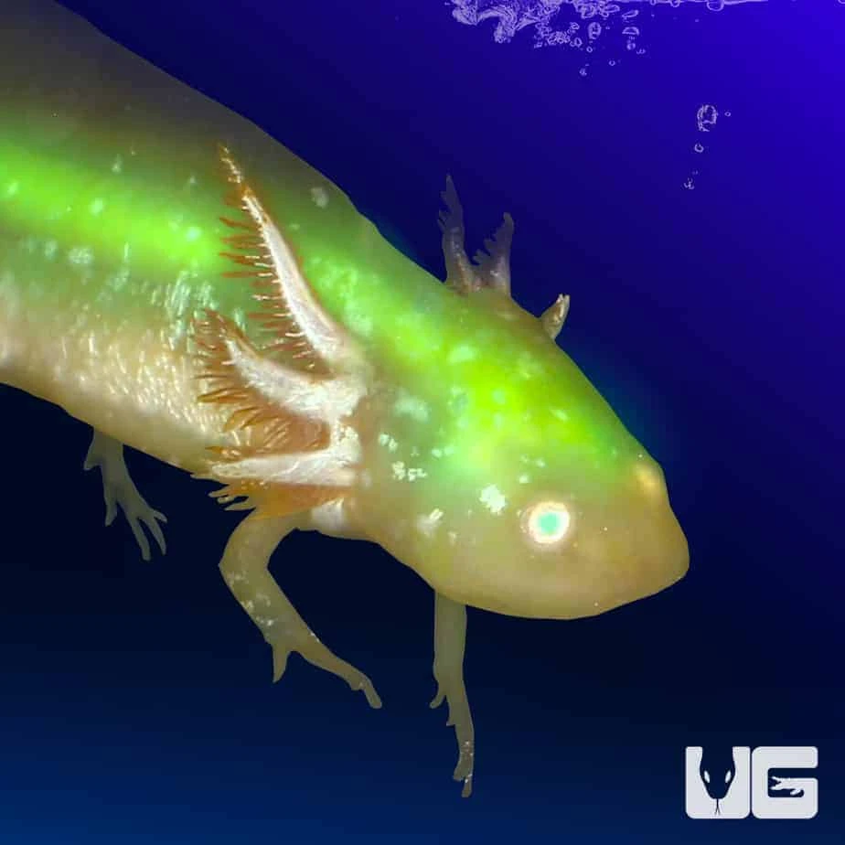GFP Golden Albino Axolotl