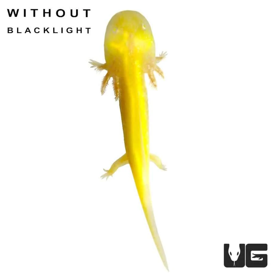 GFP Golden Albino Axolotl - Image 2