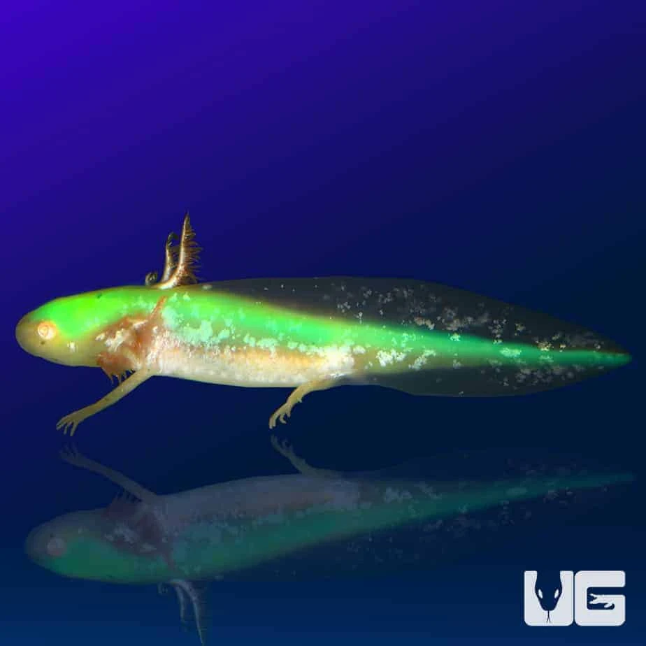 GFP Golden Albino Axolotl - Image 3