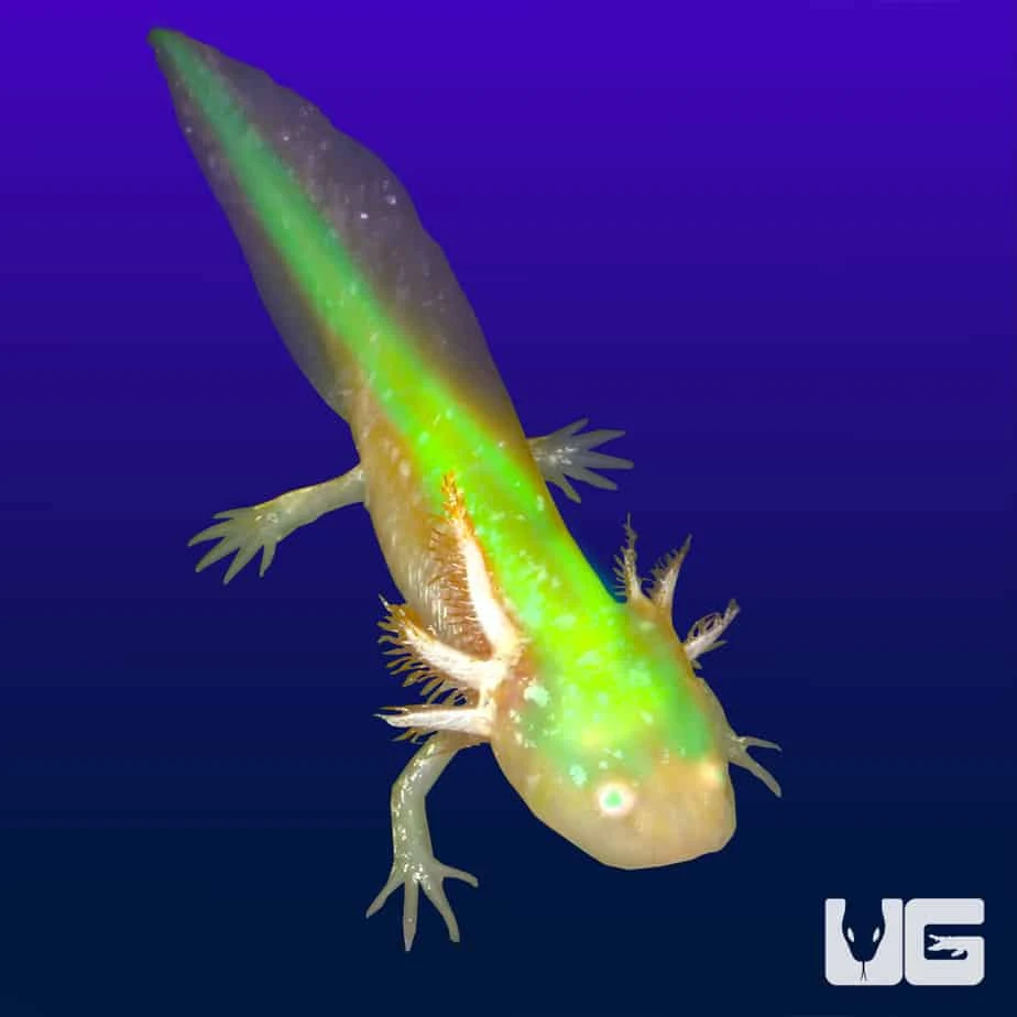 GFP Golden Albino Axolotl - Image 4