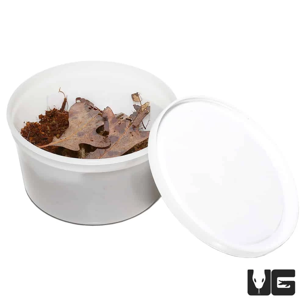 Porcellio Scaber Ghost Dalmatian Isopods - Image 2