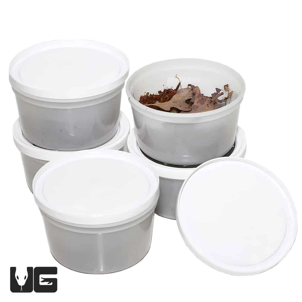 Porcellio Scaber Ghost Dalmatian Isopods - Image 3