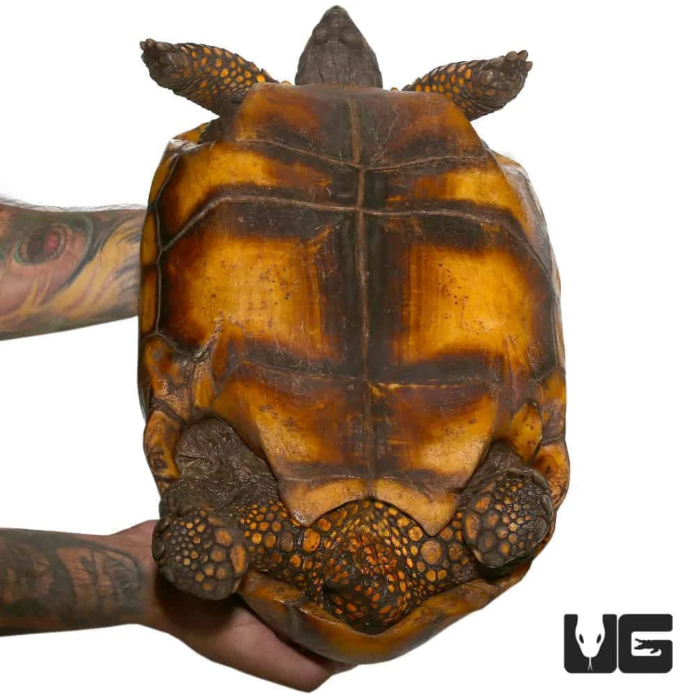Giant Adult Female Yellowfoot Tortoise #1 - Image 3