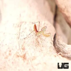 Giant African Mantis