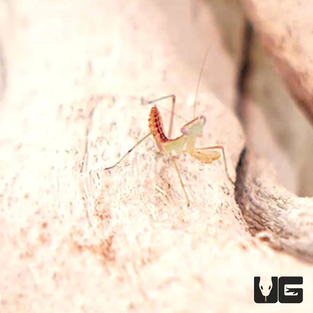 Giant African Mantis