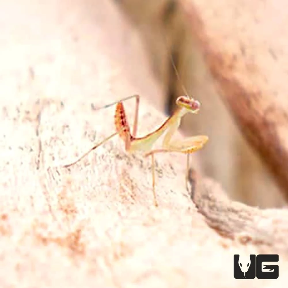 Giant African Mantis - Image 2