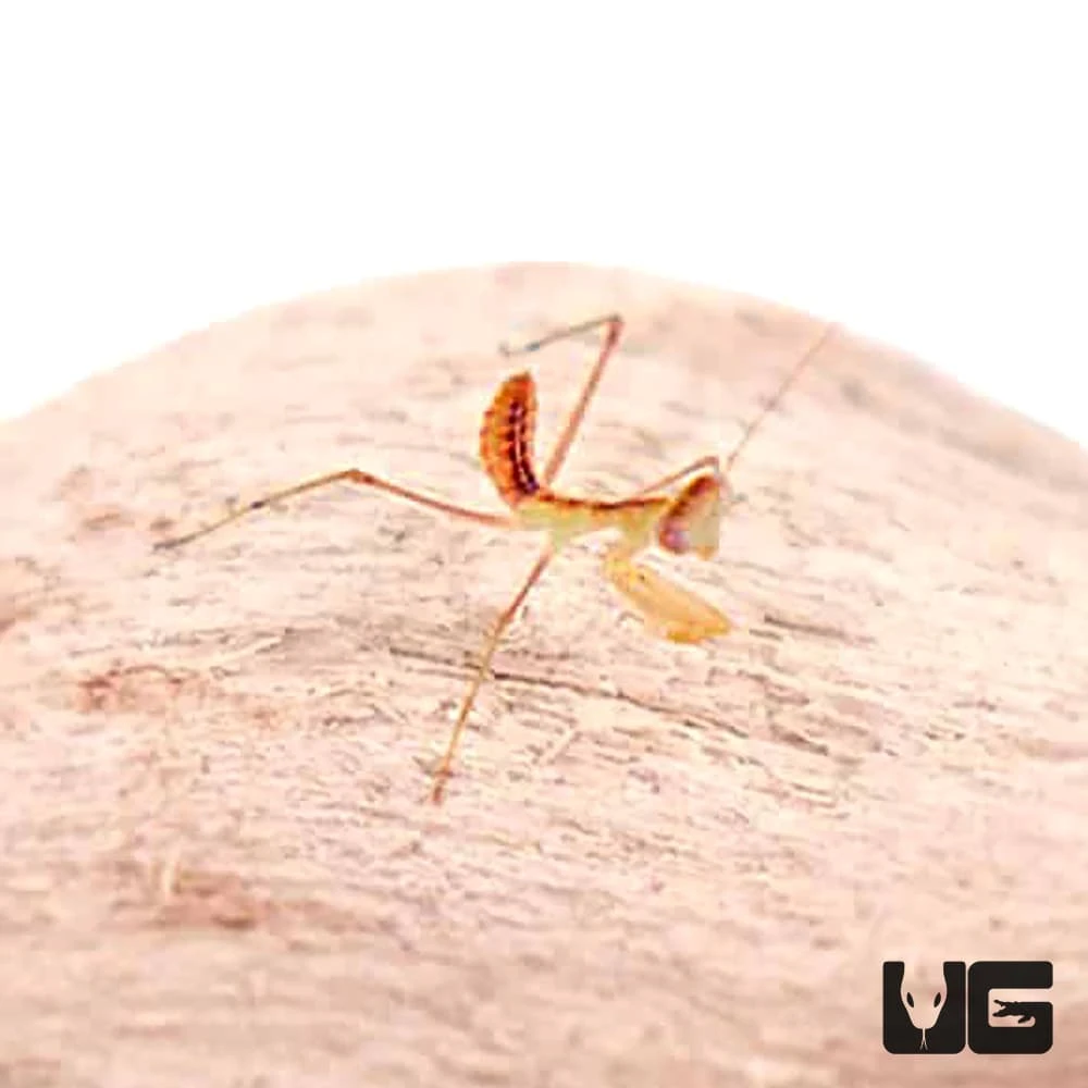 Giant African Mantis - Image 4