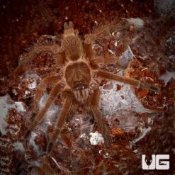 Giant Asian Fawn Tarantula (1.5 – 2”)