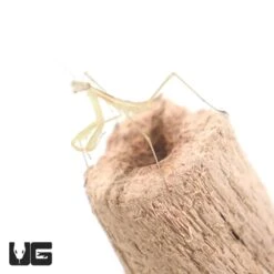 Giant Chinese Praying Mantis