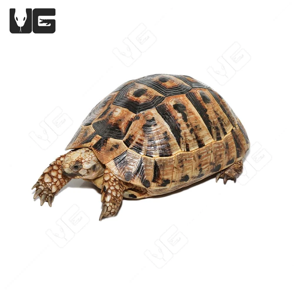 Giant Female Greek Tortoise - Image 2