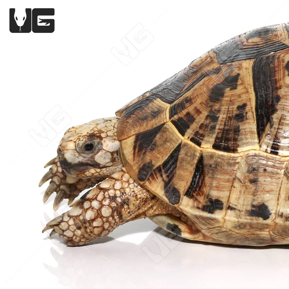 Giant Female Greek Tortoise - Image 3