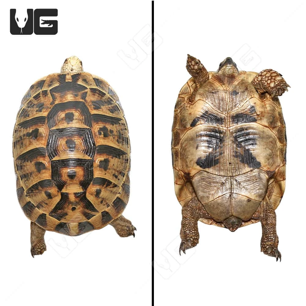 Giant Female Greek Tortoise - Image 4