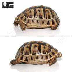 Giant Female Tunisian Greek Tortoise #7