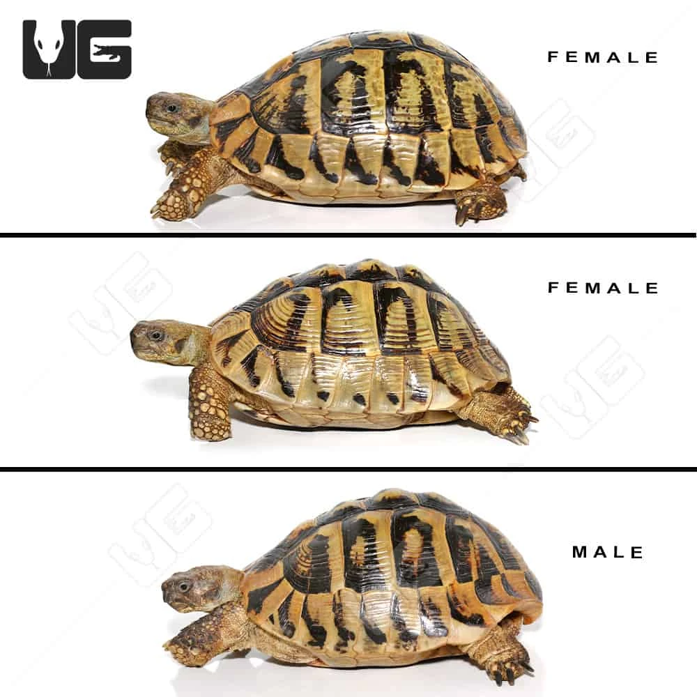 Giant Hermann’s Tortoise Trio #2 - Image 2