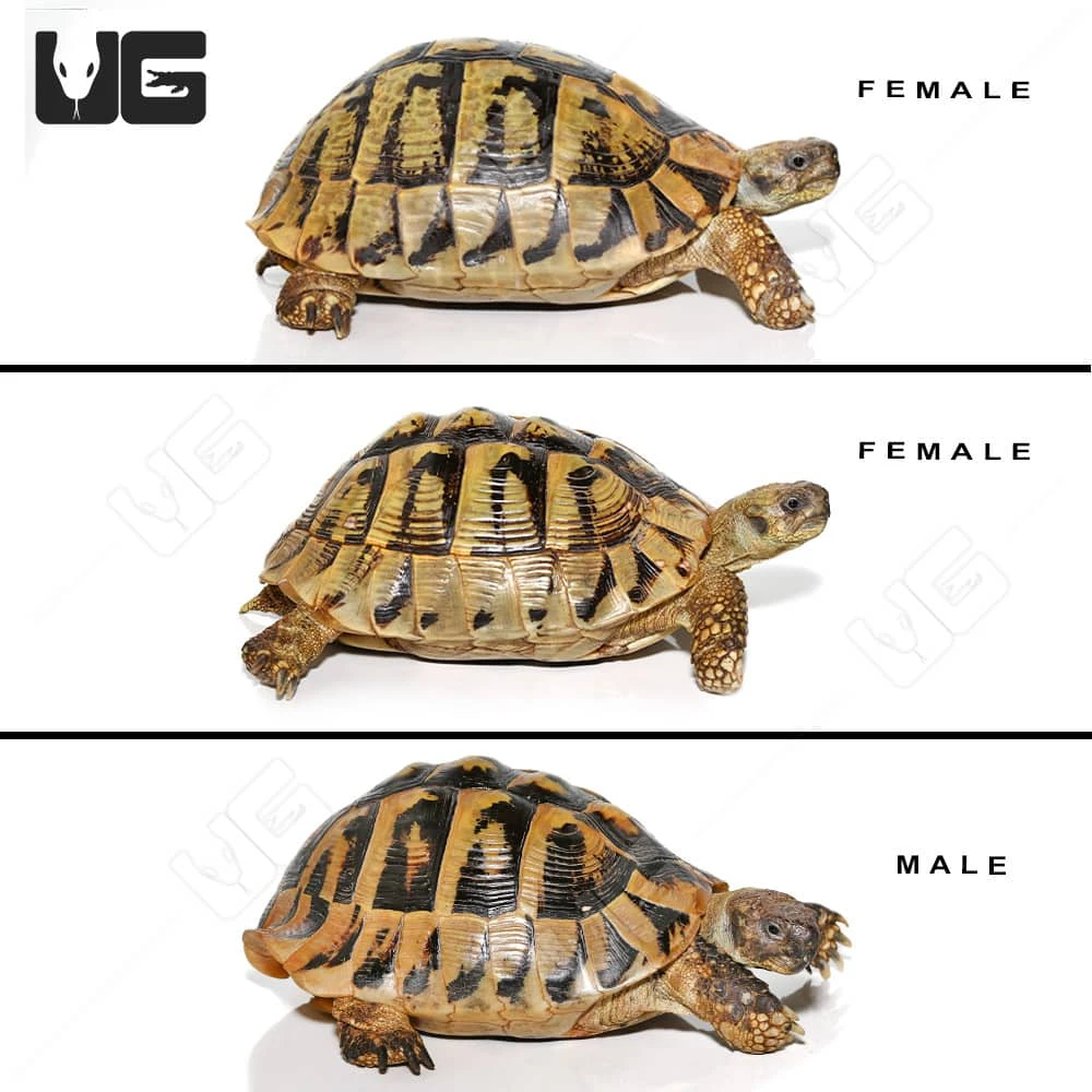 Giant Hermann’s Tortoise Trio #2 - Image 3
