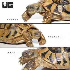 Giant Hermann’s Tortoise Trio #2