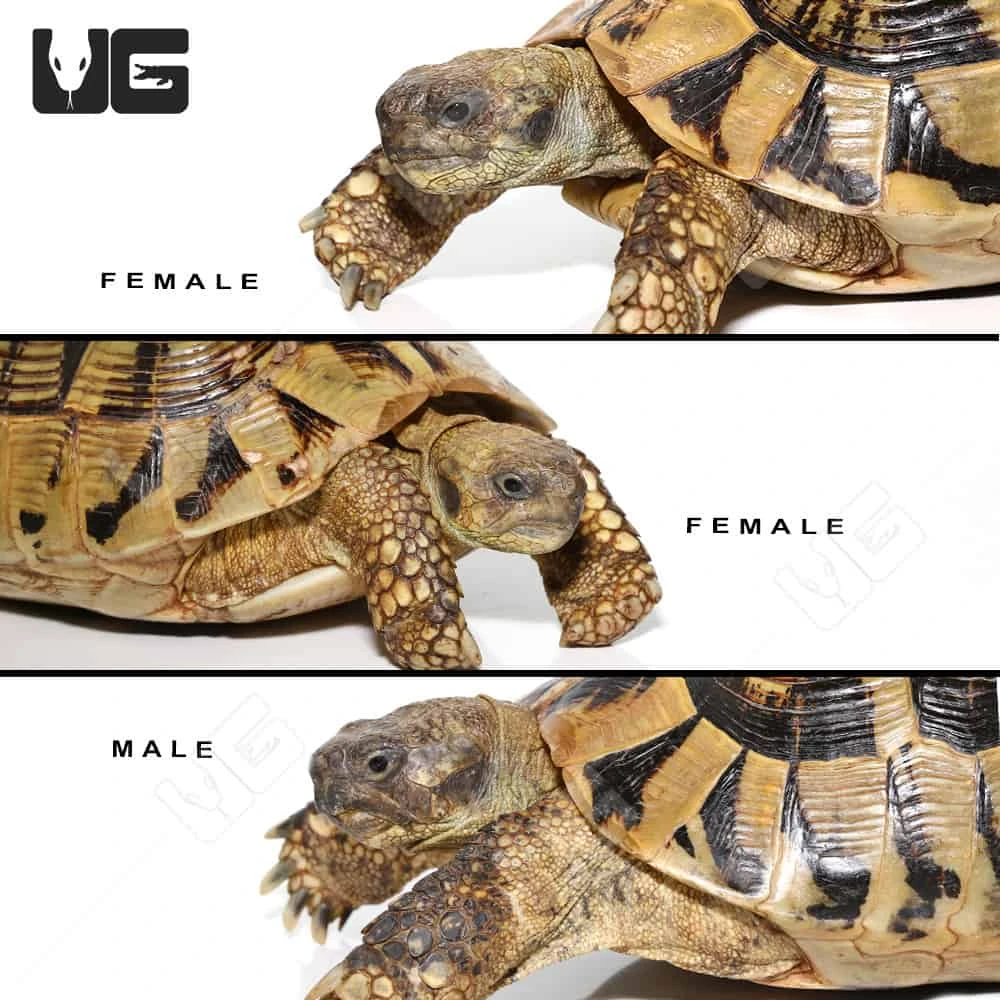Giant Hermann’s Tortoise Trio #2