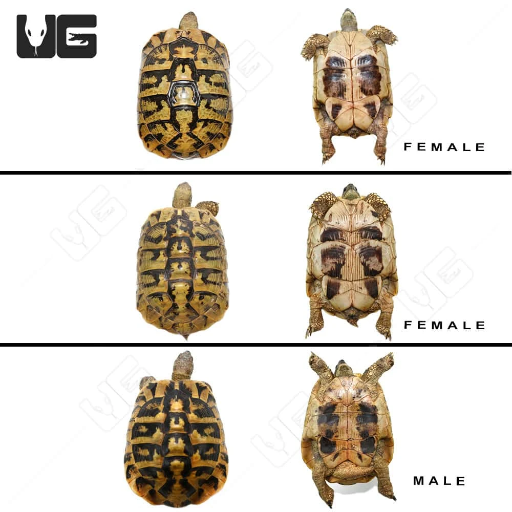Giant Hermann’s Tortoise Trio #2 - Image 4