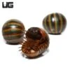 Giant Lemon-Lime Pill Millipede