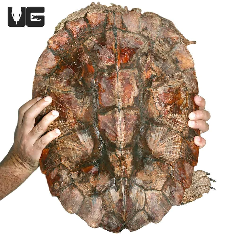 Giant Mata Mata Turtle - Image 3