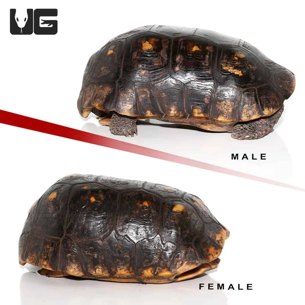 14 Inch Giant Adult Redfoot Tortoise Pair