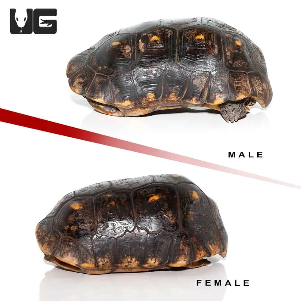 14 Inch Giant Adult Redfoot Tortoise Pair - Image 2