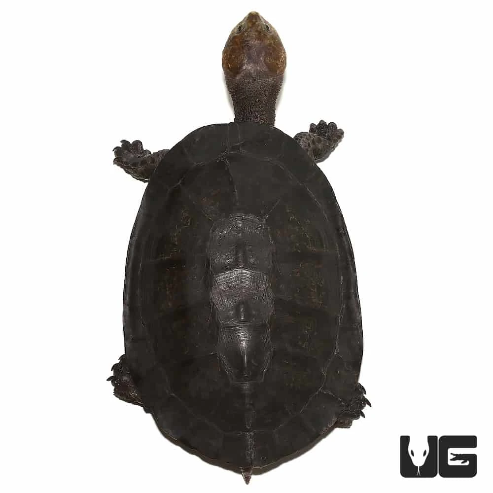 Gibba Gibba Turtle - Image 2