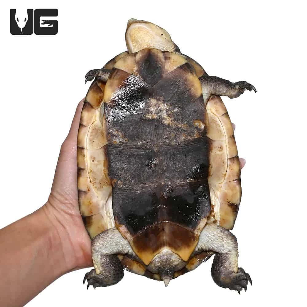 Gibba Gibba Turtle - Image 3