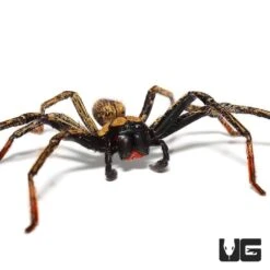 Gold Skeleton Huntsman