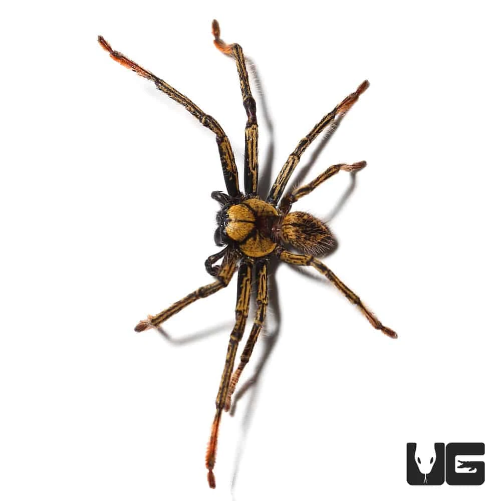 Gold Skeleton Huntsman - Image 2