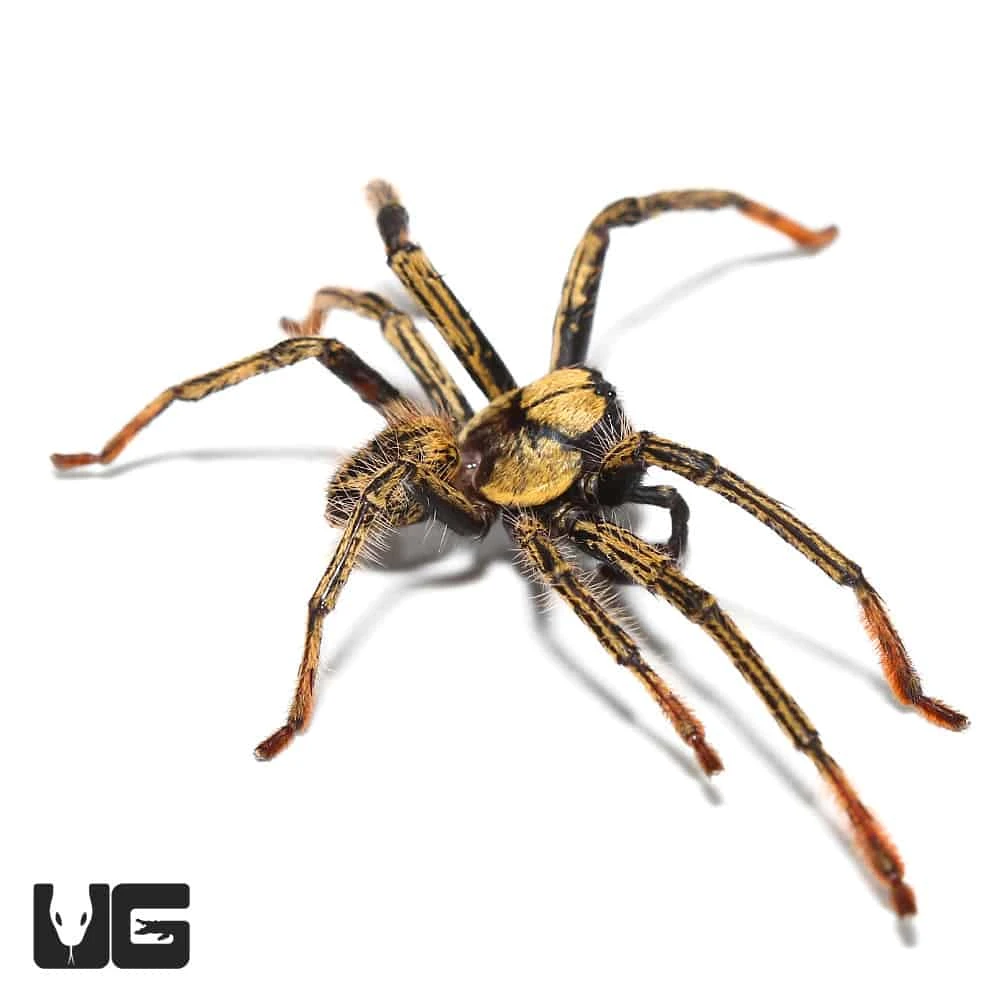 Gold Skeleton Huntsman - Image 4